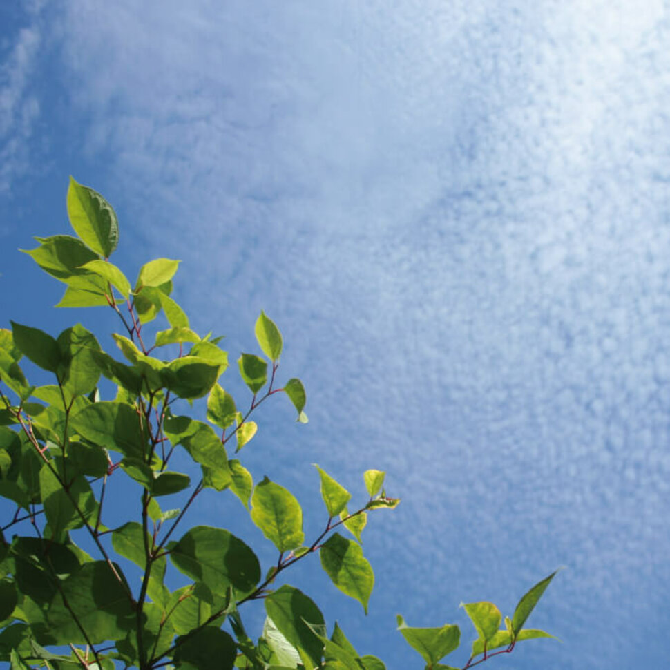 Ein Ast mit grünen Blättern vor einem blauen Himmel
